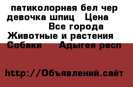 патиколорная бел/чер девочка шпиц › Цена ­ 15 000 - Все города Животные и растения » Собаки   . Адыгея респ.